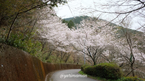関地池桜2