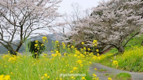 関地池桜と菜の花1