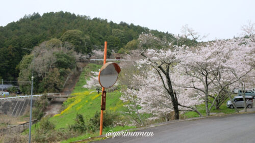 関地池桜1
