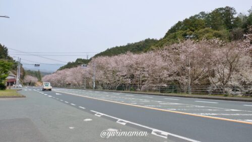 昼夜トンネル桜1