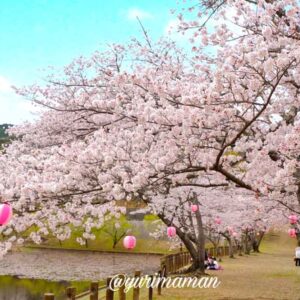宇和運動公園の桜2025_サムネイル画像