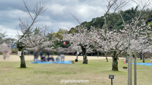 道後公園の桜4