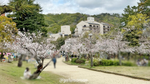 道後公園の桜2