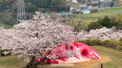 四国中央市桜_三島公園桜とタコのすべり台2