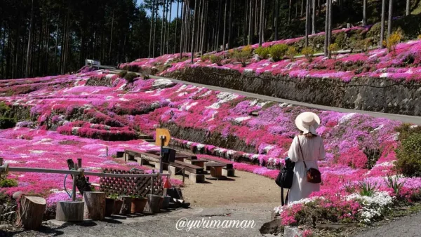 愛媛県内の芝桜スポットまとめ冒頭