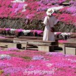 愛媛の芝桜スポット（カラフルで満開のようす）