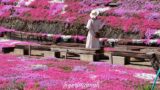 愛媛の芝桜スポット（カラフルで満開のようす）