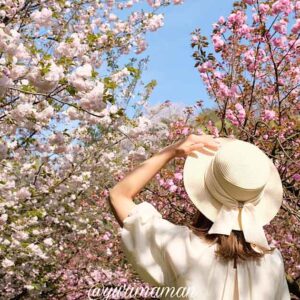 愛媛の八重桜スポットまとめ_サムネイル画像