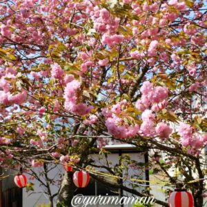 大洲市「祇園公園」の八重桜_サムネイル画像