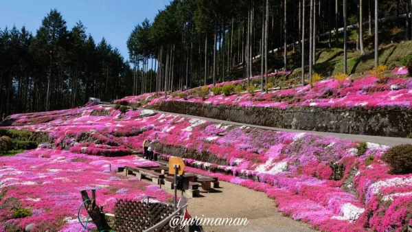 久万高原｜中津芝桜畑が満開のようす