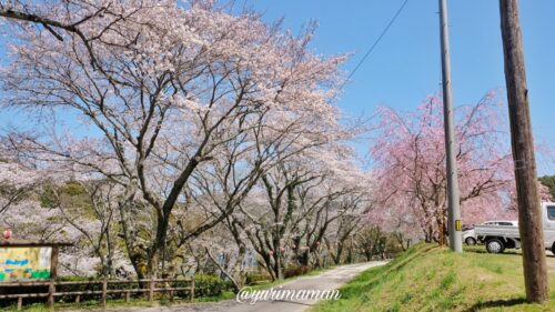 玉川ダム公園の桜1