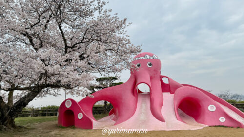 四国中央市桜_三島公園桜とタコのすべり台1