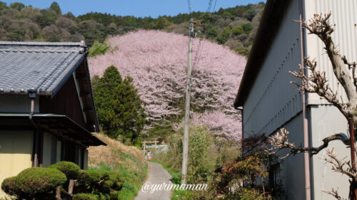 熊野神社西条の桜2