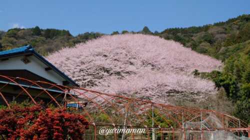 熊野神社西条の桜4