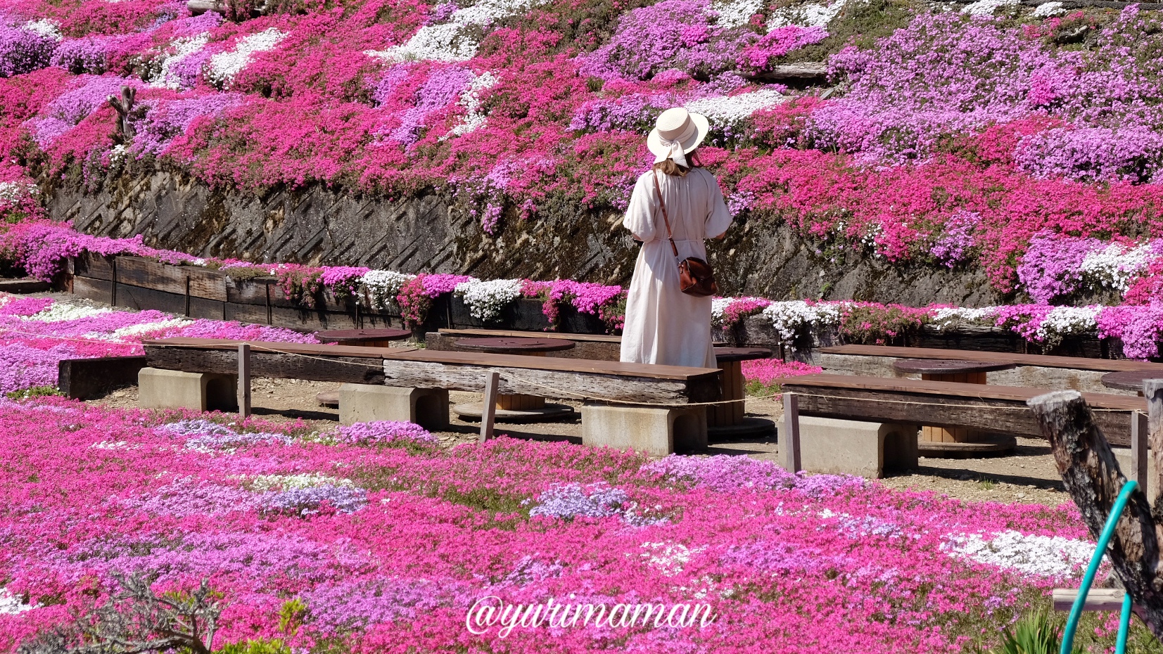 愛媛の芝桜スポット2024-サムネイル画像