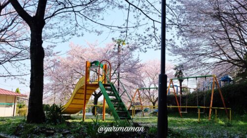 石根ふれあい公園桜3