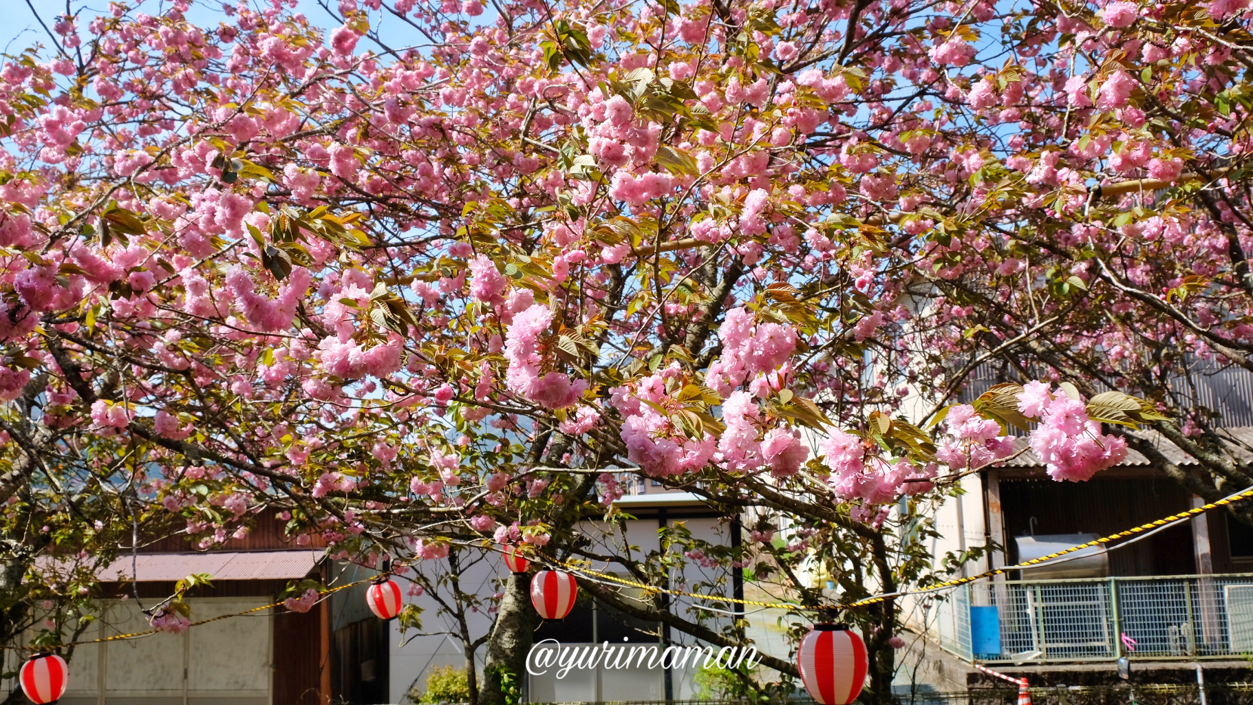 祇園公園大洲市八重桜-サムネイル画像
