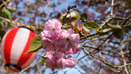 祇園公園大洲市八重桜2024-7