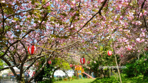 祇園公園大洲市_愛媛の八重桜スポット1