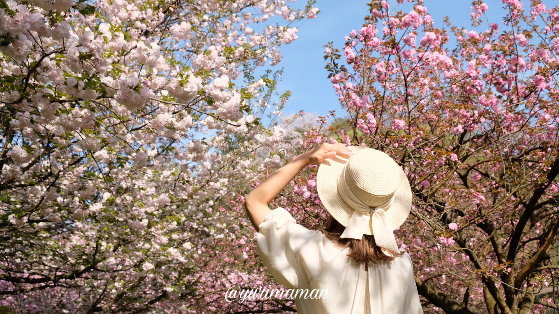 愛媛の八重桜スポット_サムネイル画像