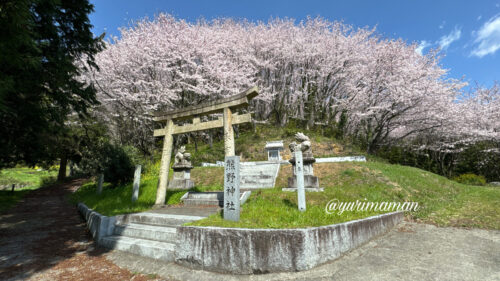 熊野神社西条の桜1