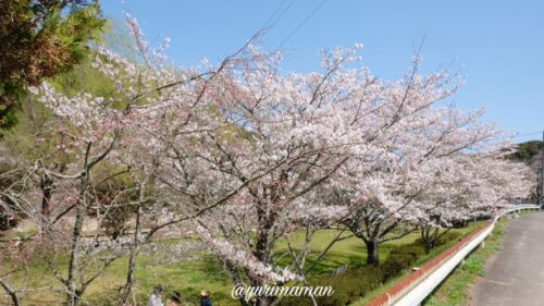 玉川ダム公園の桜4