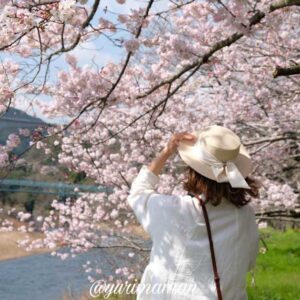 愛媛県西条市の桜の名所まとめ。満開の桜並木が続く絶景お花見スポットを紹介。サムネイル画像
