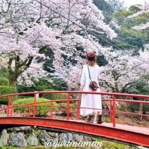 2025年版 四国中央市の桜・お花見スポットまとめ！絶景の名所を厳選_サムネイル画像
