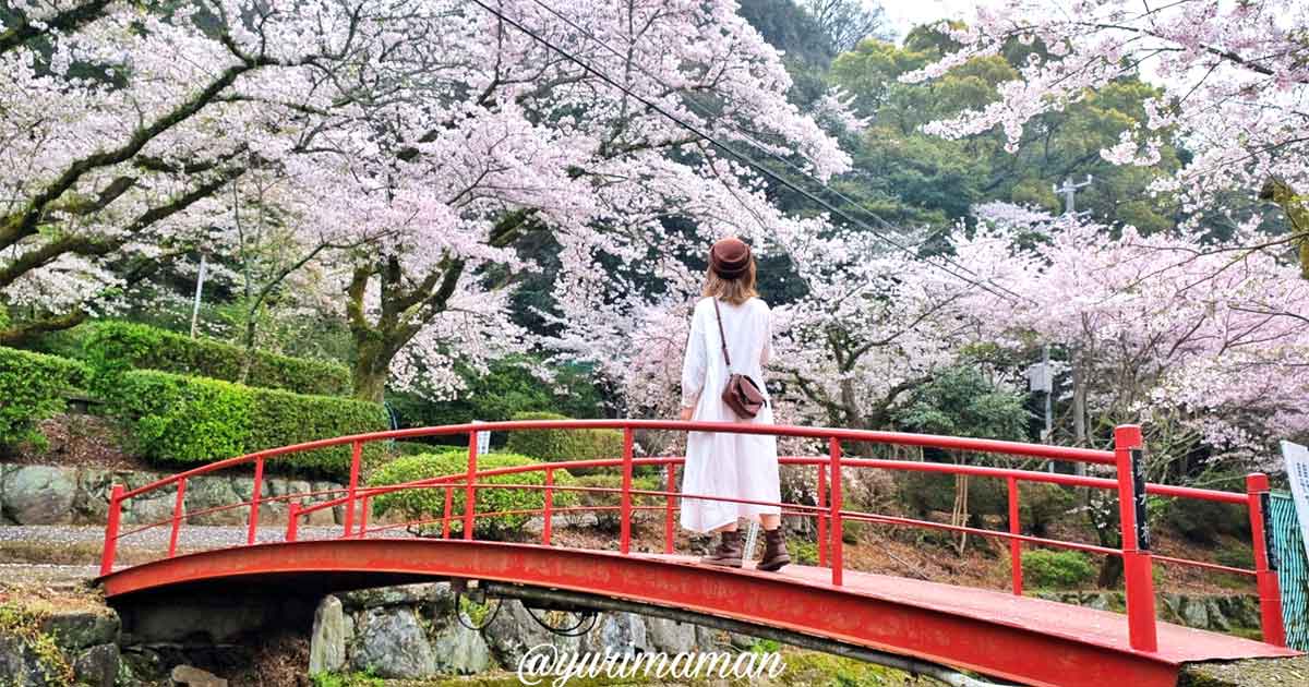 2025年版 四国中央市の桜・お花見スポットまとめ！絶景の名所を厳選_サムネイル画像