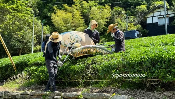 道の駅霧の森スタッフによる新茶収穫の様子