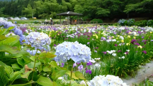 新居浜・斜面に咲き誇るあじさいロード山田のあじさい