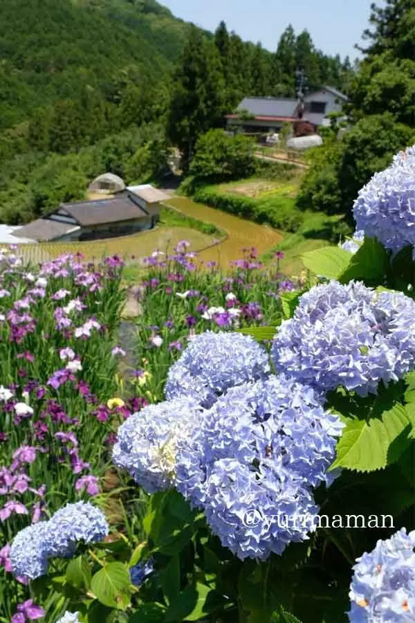 稲積癒しの里山で咲く色とりどりのあじさいとハナショウブ
