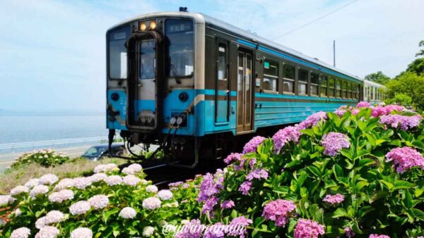 大洲・長浜あじさいロードに咲くあじさいとJR線路の風景 - ゆりママんブログ 大洲・長浜あじさいロードに咲くあじさいとJR線路の風景