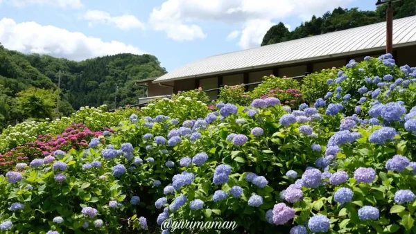 肱川沿いに咲くブルーのあじさい(道の駅清流の里ひじかわ) - ゆりママんブログ 肱川沿いに咲くブルーのあじさい(道の駅清流の里ひじかわ)