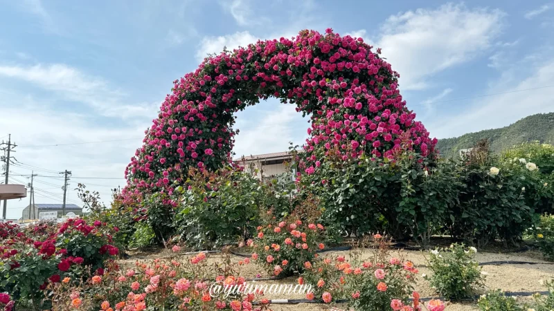 よしうみバラ公園2024年5月-1