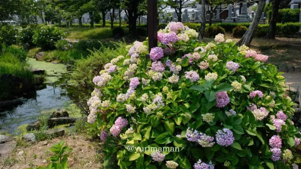西条・ほたるの泉の遊歩道に咲く淡い色のあじさい - ゆりママんブログ 西条・ほたるの泉の遊歩道に咲く淡い色のあじさい
