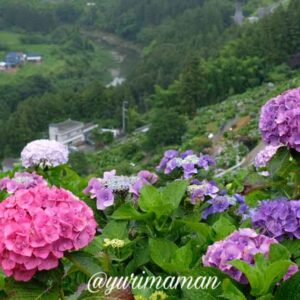 新宮あじさいの里2025サムネイル画像