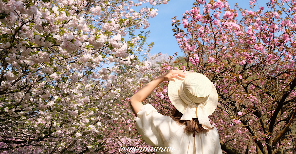 愛媛の八重桜スポットまとめ_サムネイル画像