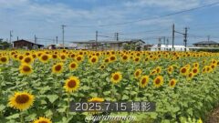 エミフルMASAKIのひまわり畑（松前町）サムネイル画像