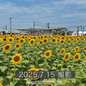 エミフルMASAKIのひまわり畑（松前町）サムネイル画像