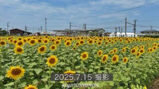 エミフルMASAKIのひまわり畑（松前町）サムネイル画像