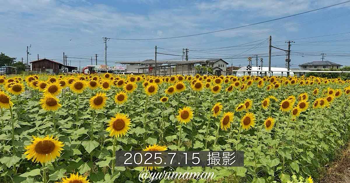 エミフルMASAKIのひまわり畑（松前町）サムネイル画像
