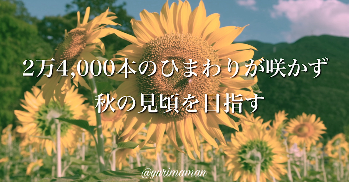 はがた農園ひまわり畑2024_サムネイル画像