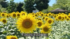 松前町のひまわり畑（ひょこたん池公園）2025年｜サムネイル画像