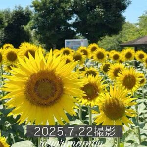 松前町のひまわり畑（ひょこたん池公園）2025年｜サムネイル画像