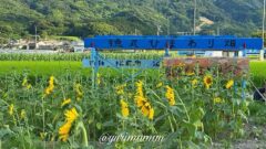 松前町ひまわり畑（徳丸）2025年サムネイル画像