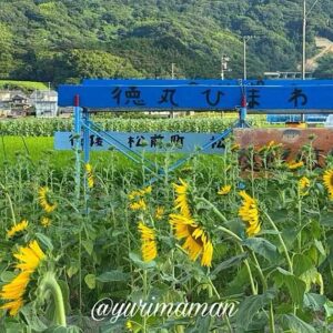 松前町ひまわり畑（徳丸）2025年サムネイル画像