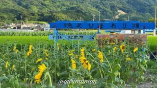 松前町ひまわり畑(徳丸)2025年サムネイル画像 - ゆりママんブログ 松前町ひまわり畑(徳丸)2025年サムネイル画像