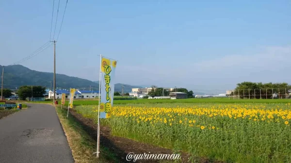 松前町・徳丸ひまわり畑（2024年の見頃の様子）2
