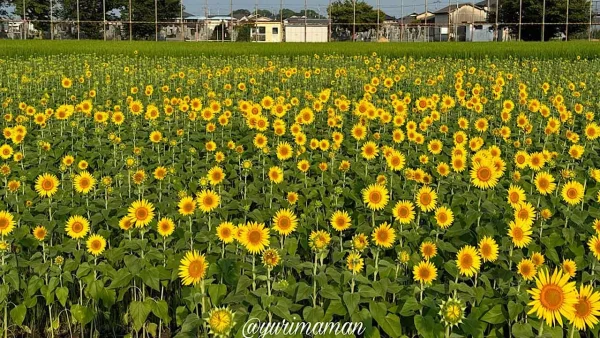 松前町・徳丸ひまわり畑（2024年の見頃の様子）1